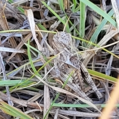 Oedaleus australis at Lyneham, ACT - 12 Jan 2023