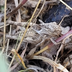 Oedaleus australis at Lyneham, ACT - 12 Jan 2023