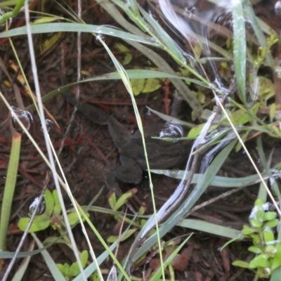 Crinia signifera (Common Eastern Froglet) at Mongarlowe River - 21 Mar 2021 by arjay