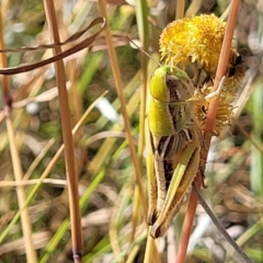 Praxibulus sp. (genus) at Lyneham, ACT - 12 Jan 2023