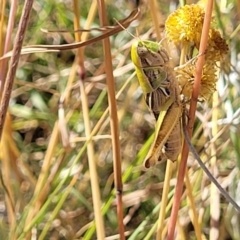 Praxibulus sp. (genus) at Lyneham, ACT - 12 Jan 2023