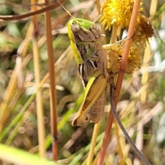 Praxibulus sp. (genus) at Lyneham, ACT - 12 Jan 2023