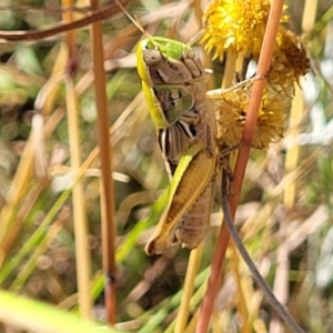 Praxibulus sp. (genus) at Lyneham, ACT - 12 Jan 2023