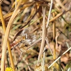 Acrida conica (Giant green slantface) at Lyneham, ACT - 12 Jan 2023 by trevorpreston