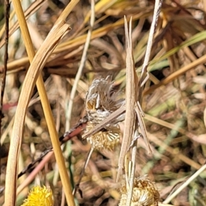 Acrida conica at Lyneham, ACT - 12 Jan 2023