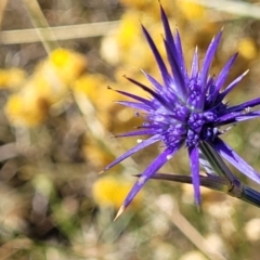 Eryngium ovinum (Blue Devil) at Lyneham, ACT - 12 Jan 2023 by trevorpreston