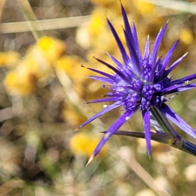 Eryngium ovinum (Blue Devil) at Lyneham, ACT - 11 Jan 2023 by trevorpreston