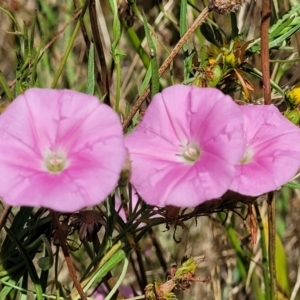 Convolvulus angustissimus at Lyneham, ACT - 12 Jan 2023 10:31 AM