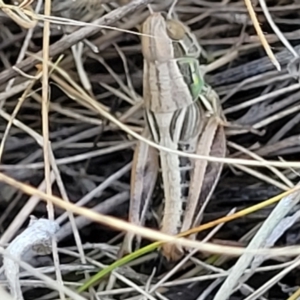 Praxibulus sp. (genus) at Lyneham, ACT - 12 Jan 2023