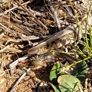 Austroicetes sp. (genus) at Lyneham, ACT - 12 Jan 2023 10:18 AM