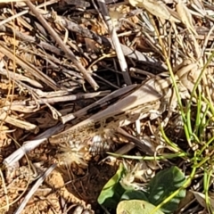 Austroicetes sp. (genus) at Lyneham, ACT - 12 Jan 2023 10:18 AM