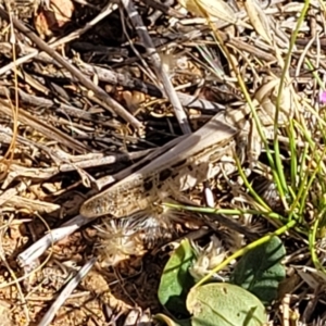 Austroicetes sp. (genus) at Lyneham, ACT - 12 Jan 2023 10:18 AM