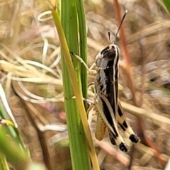 Macrotona australis (Common Macrotona Grasshopper) at Lyneham, ACT - 12 Jan 2023 by trevorpreston