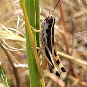 Macrotona australis at Lyneham, ACT - 12 Jan 2023 10:17 AM