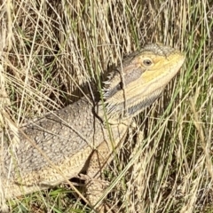 Pogona barbata (Eastern Bearded Dragon) at Molonglo River Reserve - 11 Jan 2023 by Steve_Bok