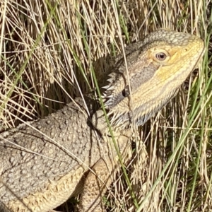 Pogona barbata at Molonglo Valley, ACT - 12 Jan 2023