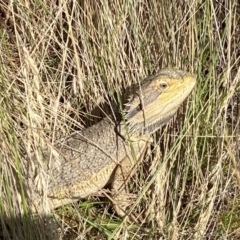 Pogona barbata at Molonglo Valley, ACT - suppressed