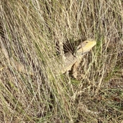Pogona barbata at Molonglo Valley, ACT - suppressed