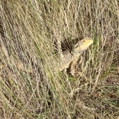 Pogona barbata at Molonglo Valley, ACT - 12 Jan 2023