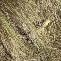 Pogona barbata at Molonglo Valley, ACT - suppressed