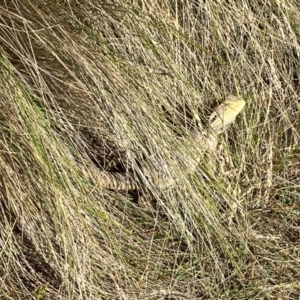 Pogona barbata at Molonglo Valley, ACT - 12 Jan 2023