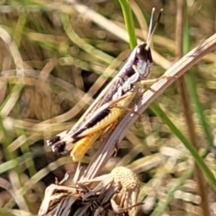 Macrotona australis (Common Macrotona Grasshopper) at Lyneham, ACT - 11 Jan 2023 by trevorpreston