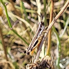 Macrotona australis at Lyneham, ACT - 12 Jan 2023