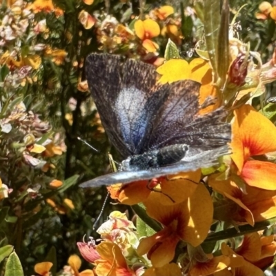 Eirmocides consimilis (Dark Pencil-blue) at Jagumba, NSW - 9 Jan 2023 by Pirom