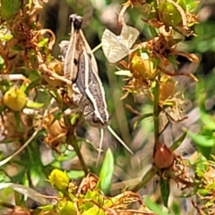 Phaulacridium vittatum (Wingless Grasshopper) at Crace Grasslands - 12 Jan 2023 by trevorpreston