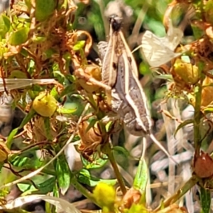 Phaulacridium vittatum at Lyneham, ACT - 12 Jan 2023