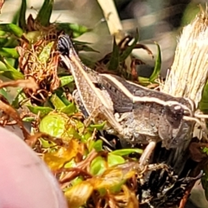 Phaulacridium vittatum at Lyneham, ACT - 12 Jan 2023