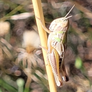 Praxibulus sp. (genus) at Lyneham, ACT - 12 Jan 2023