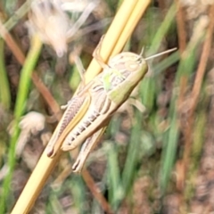 Praxibulus sp. (genus) at Lyneham, ACT - 12 Jan 2023