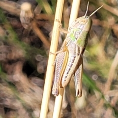 Praxibulus sp. (genus) at Lyneham, ACT - 12 Jan 2023