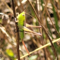 Conocephalus semivittatus (Meadow katydid) at Lyneham, ACT - 12 Jan 2023 by trevorpreston