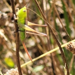 Conocephalus semivittatus at Lyneham, ACT - 12 Jan 2023