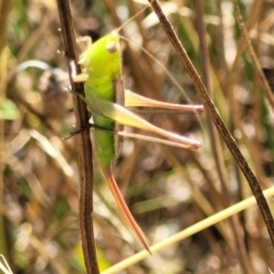 Conocephalus semivittatus at Lyneham, ACT - 12 Jan 2023