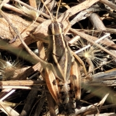 Phaulacridium vittatum (Wingless Grasshopper) at Crace Grasslands - 12 Jan 2023 by trevorpreston