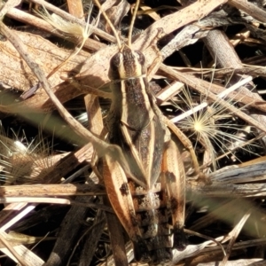 Phaulacridium vittatum at Lyneham, ACT - 12 Jan 2023