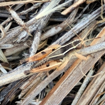Phaulacridium vittatum (Wingless Grasshopper) at Crace Grasslands - 12 Jan 2023 by trevorpreston