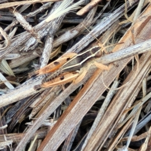 Phaulacridium vittatum at Lyneham, ACT - 12 Jan 2023