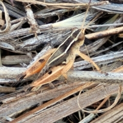 Phaulacridium vittatum at Lyneham, ACT - 12 Jan 2023