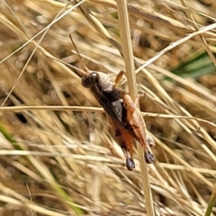 Phaulacridium vittatum (Wingless Grasshopper) at Crace Grasslands - 12 Jan 2023 by trevorpreston