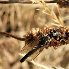 Zosteria sp. (genus) (Common brown robber fly) at Lyneham, ACT - 12 Jan 2023 by trevorpreston