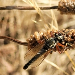 Zosteria sp. (genus) at Lyneham, ACT - 12 Jan 2023