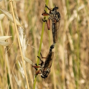 Zosteria sp. (genus) at Lyneham, ACT - 12 Jan 2023