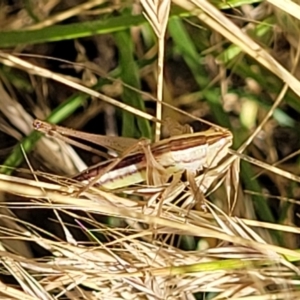 Conocephalus semivittatus at Lyneham, ACT - 12 Jan 2023