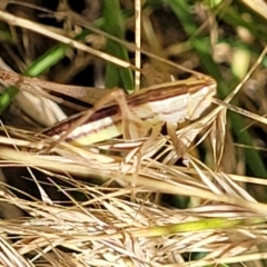 Conocephalus semivittatus at Lyneham, ACT - 12 Jan 2023 09:48 AM