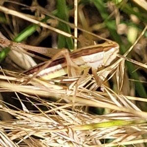 Conocephalus semivittatus at Lyneham, ACT - 12 Jan 2023