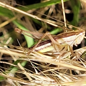 Conocephalus semivittatus at Lyneham, ACT - 12 Jan 2023 09:48 AM